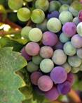 Grapes Antioxidant 